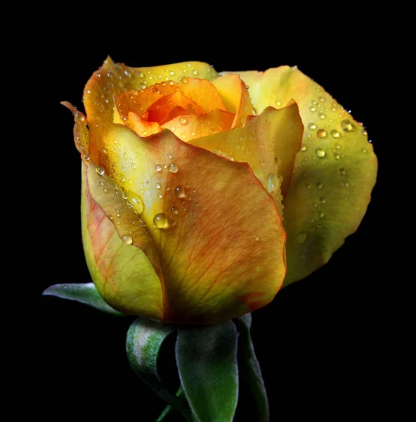 Leuchtend Gelb Stieg Tautropfen Vereinzelt Auf Schwarz Gelbe Rosenblüte Wassertropfen — Stockfoto