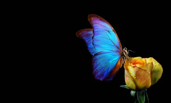 Mariposa Morfo Tropical Azul Brillante Sobre Una Rosa Amarilla Gotas —  Fotos de Stock