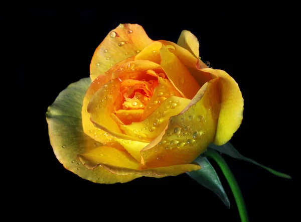 Rosa Color Amarillo Brillante Gotas Rocío Aisladas Negro Flor Rosa — Foto de Stock