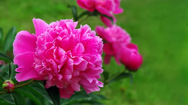 Blühende Pfingstrosen Garten Leuchtend Rosa Pfingstrosen Kopierraum — Stockfoto