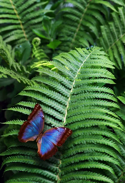 Morpho Tropical Azul Colorido Borboleta Folha Samambaia Verde Floresta Fundo — Fotografia de Stock