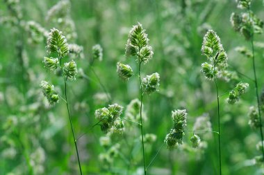 Çim. Güneşli bir günde çayırdaki tahıl gevreği. Doğal yeşil arkaplan.