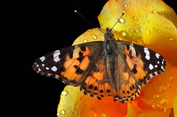 Colorful Butterfly Orange Rose Dew Drops Painted Lady Butterfly Close — Stock Photo, Image