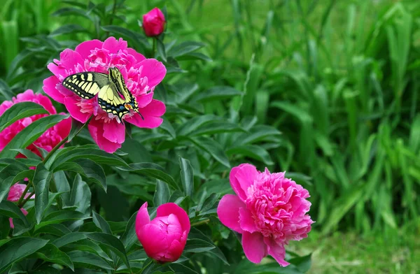 Bunter Schwalbenschwanzschmetterling Auf Rosa Pfingstrosenblüten Garten — Stockfoto