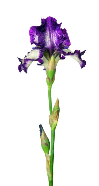 Hell Bunt Lila Iris Blume Isoliert Auf Weiß — Stockfoto