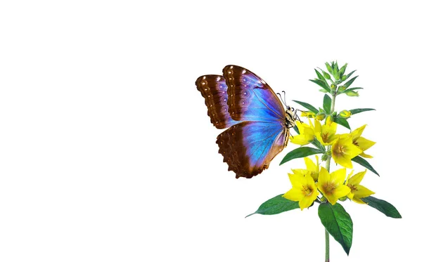 Borboleta Morpho Tropical Azul Brilhante Flores Amarelas Isoladas Branco — Fotografia de Stock