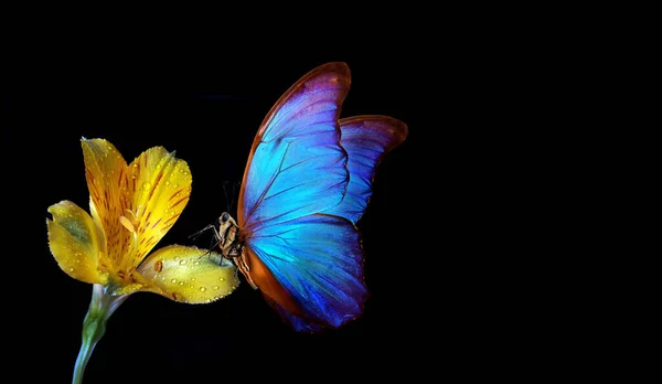 Leuchtend Blauer Tropischer Morpho Schmetterling Auf Gelber Freesia Blume Tautropfen — Stockfoto