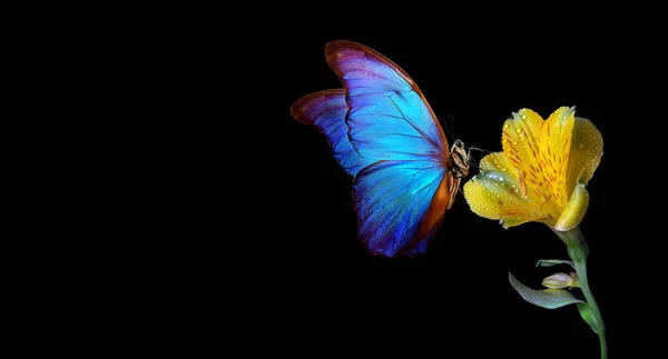 Parlak Mavi Tropikal Morpho Kelebeği Sarı Frezya Çiçeğinin Üzerindeki Çiy — Stok fotoğraf