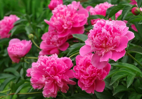 Blühende Pfingstrosen Garten Leuchtend Rosa Pfingstrosen — Stockfoto