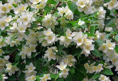 Yasemin çalısı arka planda çiçek açıyor. yakın plan