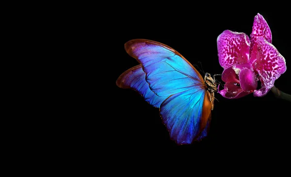 Яркий Тропический Синий Морфо Бабочка Фиолетовый Цветок Орхидеи Воде Капли — стоковое фото