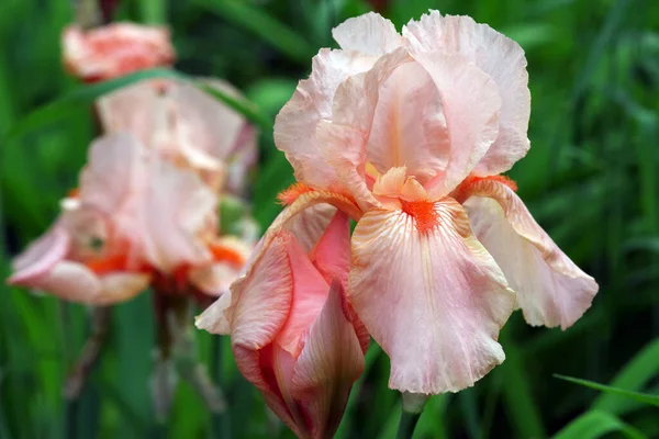 Iris Beige Tendre Fleurs Iris Dans Jardin — Photo