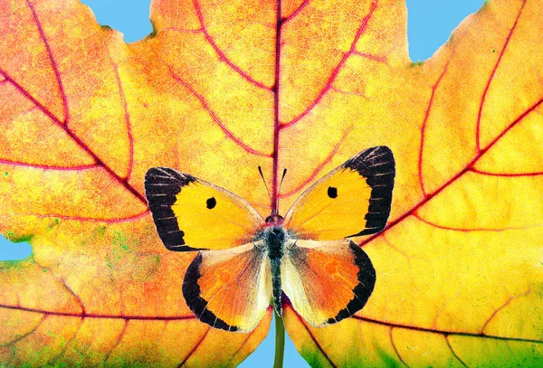 Jesienny Pomysł Jasne Jesienne Tło Kolorowy Motyl Pomarańczowym Jesiennym Liściu — Zdjęcie stockowe