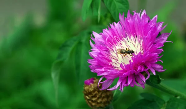 Jasně Fialová Květina Zahradě Malá Moucha Květinovém Záběru Kvetoucí Bodlák — Stock fotografie