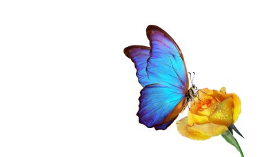 Parlak mavi tropikal morpho kelebeği beyaz üzerine izole edilmiş su damlalarında sarı bir gül üzerinde. Boşluğu kopyala