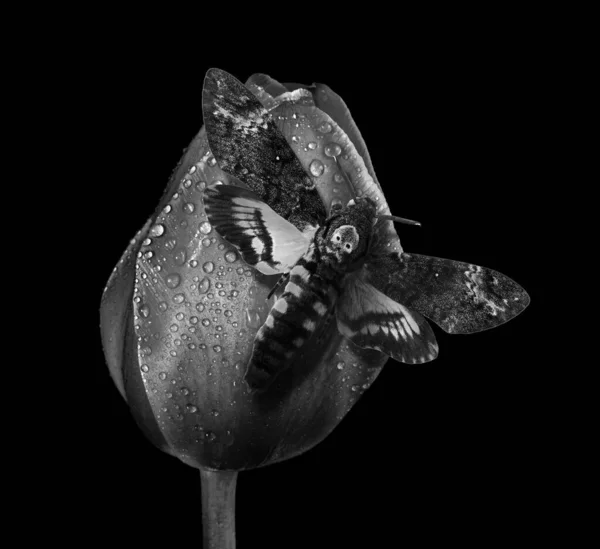 Sudaki Lale Çiçeğinin Üzerindeki Ölüm Şahini Başı Siyahı Izole Eder — Stok fotoğraf