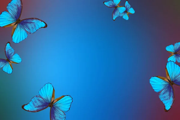 Luminoso Blu Tropicale Morpho Farfalle Uno Sfondo Astratto Sfocato — Foto Stock