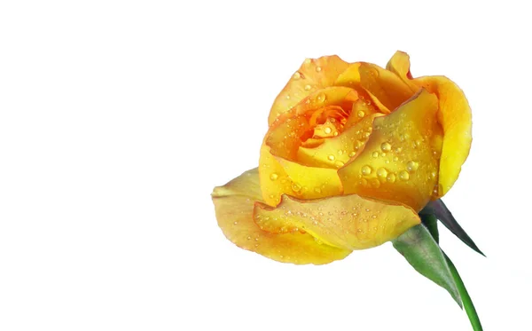 Bright Yellow Rose Drops Dew Isolated White Yellow Rose Flower — Stockfoto
