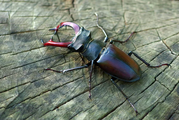 靠近一丛根橡木树桩上的鹿甲虫 — 图库照片