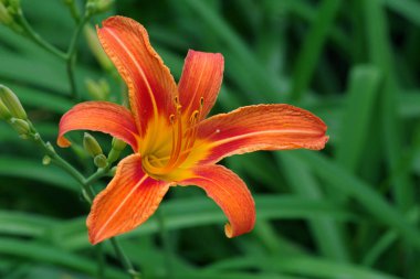 Bahçede açan parlak turuncu zambaklar. Boşluğu kopyala