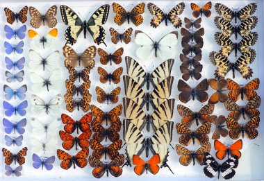 Avrupa kelebek koleksiyonu. Parlak renkli kelebekler. Renkli kelebekler arka planı