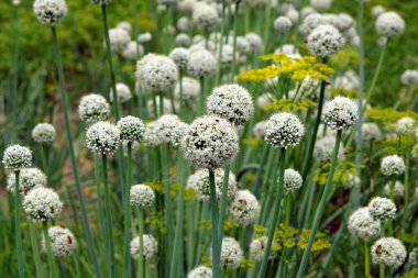 Bahçede çiçek açan soğan. seçici odak