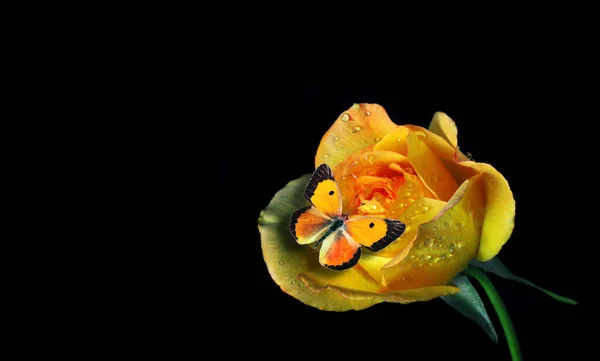 Parlak Sarı Bir Gül Üzerindeki Renkli Turuncu Kelebek Siyah Üzerinde — Stok fotoğraf