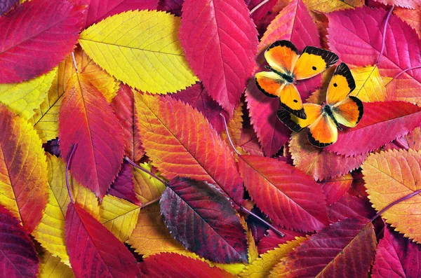 Kolorowe Jesienne Tło Jasnopomarańczowe Motyle Kolorowych Jesiennych Opadłych Liściach Sakury — Zdjęcie stockowe
