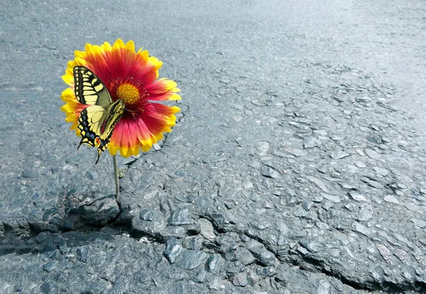 gaillardia flower growing in a crack on an asphalt road. colorful swallowtail butterfly on a flower