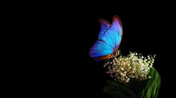 Parlak Mavi Tropikal Morpho Kelebeği Vadideki Beyaz Zambak Üzerinde Siyah — Stok fotoğraf