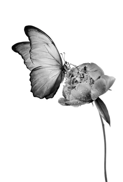 Tropical Morpho Butterfly Peony Flower Water Drops Isolated White Black — Stock Photo, Image