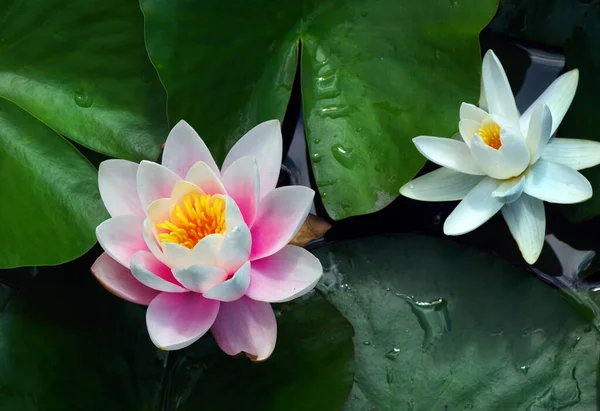 Tender Pink Lotus Flowers Top View — Zdjęcie stockowe