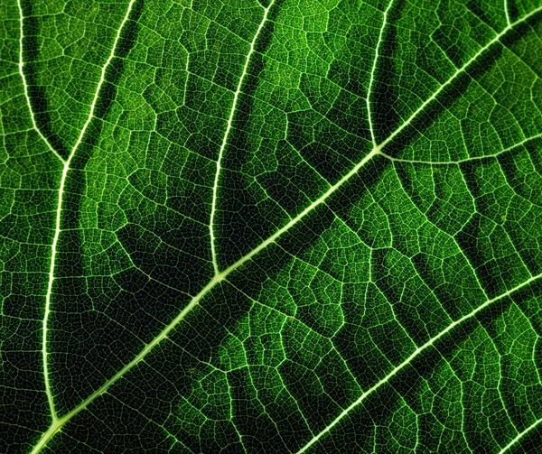 Green Leaf Texture Background Macro Photo Leaf — 스톡 사진