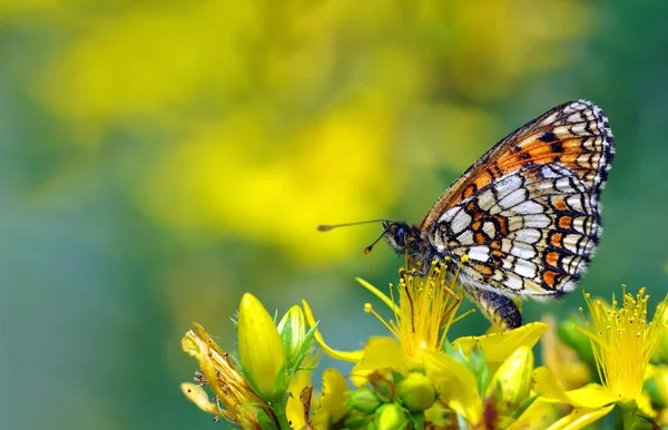 Borboleta Colorida Brilhante Flores Amarelas Espaço Cópia — Fotografia de Stock