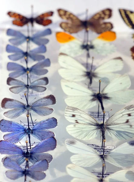 Colorful butterflies in the collection. Butterflies in a set. ommon blue butterfly. Lycaenidae.  Gossamer-winged butterflies