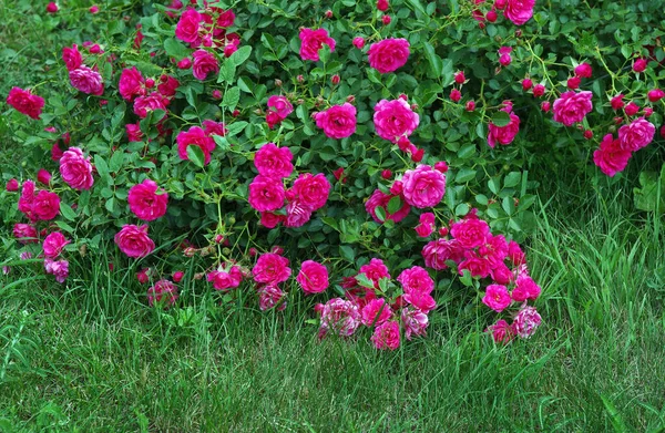 Blooming Pink Rose Bush Garden — Stockfoto
