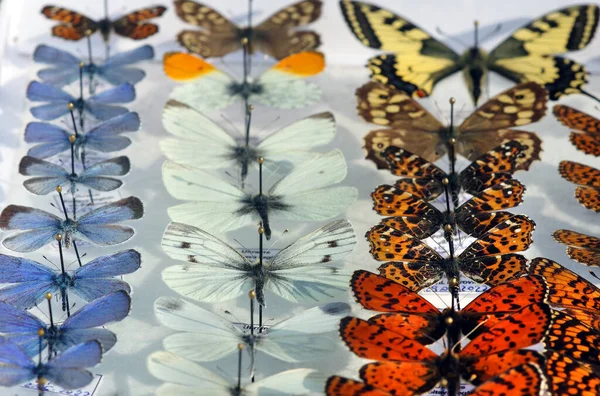 Colorful butterflies in the collection. Butterflies in a set. selective focus