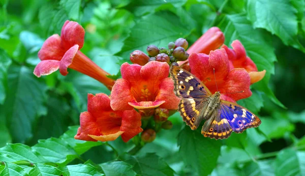 在花园里的红花上 色彩艳丽的蝴蝶 阿帕图拉 利亚小紫色皇帝 蝴蝶在花朵上飞舞 — 图库照片
