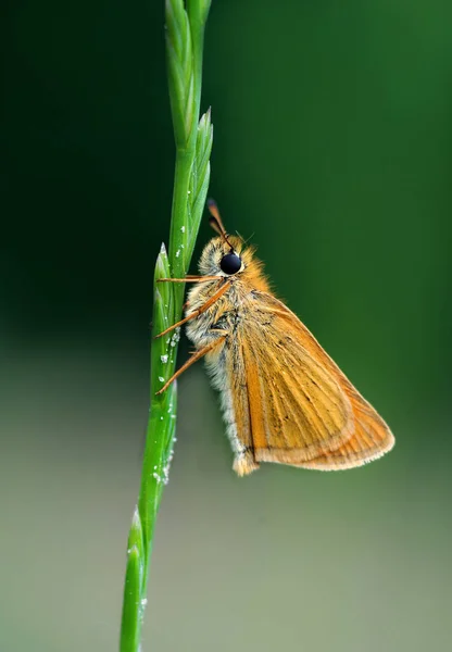 Small Skipper Small Fluffy Moth Green Blade Grass Butterfly Grass — Fotografia de Stock
