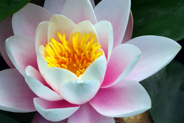 Tender Pink Lotus Flower Close Selective Focus — Zdjęcie stockowe