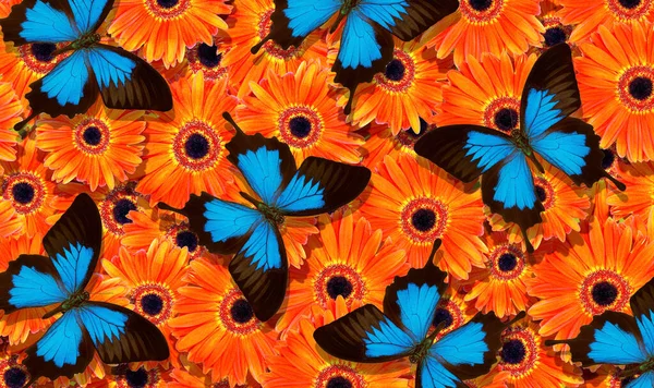 Bright Blue Tropical Ulysses Butterflies Background Orange Gerbera Flowers — ストック写真