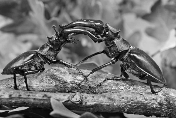 Stag beetles black and white. Duel of two males. close up.