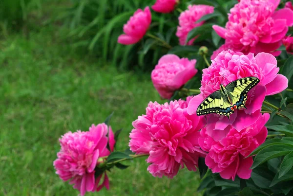 Bunter Schwalbenschwanzschmetterling Auf Rosa Pfingstrosenblüten Garten — Stockfoto