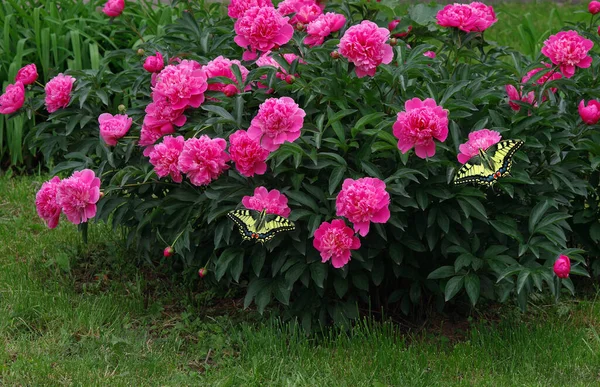 Colorful Swallowtail Butterflies Pink Peony Flowers Garden — Stockfoto