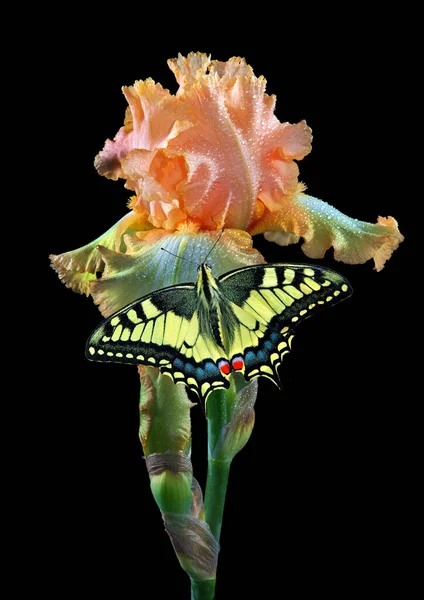 Bright Butterfly Swallowtail Colorful Iris Flower Isolated Black — Zdjęcie stockowe