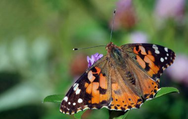 Çayırdaki renkli kelebek boyalı kadın. Kapat.