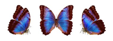 Üçlü mavi kelebekler. Parlak mavi tropikal morpho kelebekleri beyazın üzerinde izole edilmiş. Tropik kelebekler
