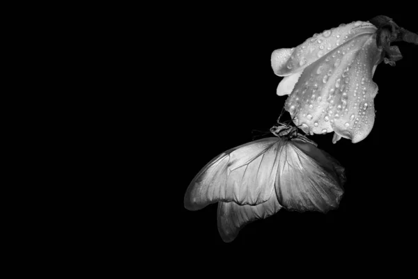 Mariposa Morfo Tropical Brillante Sobre Flor Magnolia Gotas Agua Aisladas — Foto de Stock