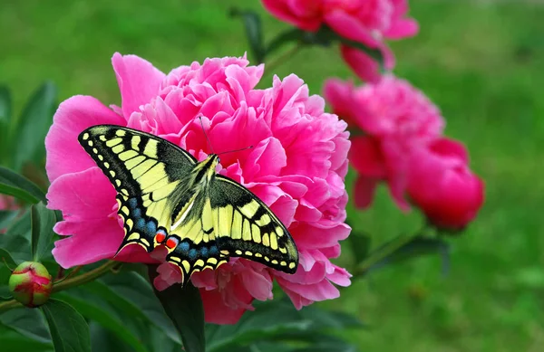 Colorful Swallowtail Butterfly Pink Peony Flowers Garden Close — 图库照片