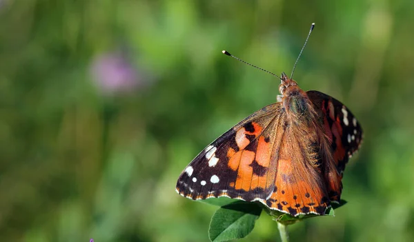 Colorful Butterfly Painted Lady Meadow Close — Stockfoto